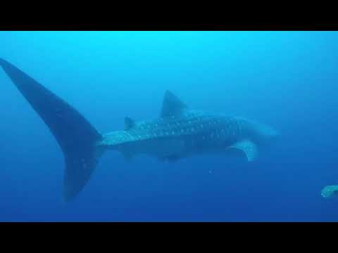 菲律賓薄荷島潛旅 | 潛雪潛水背包客棧