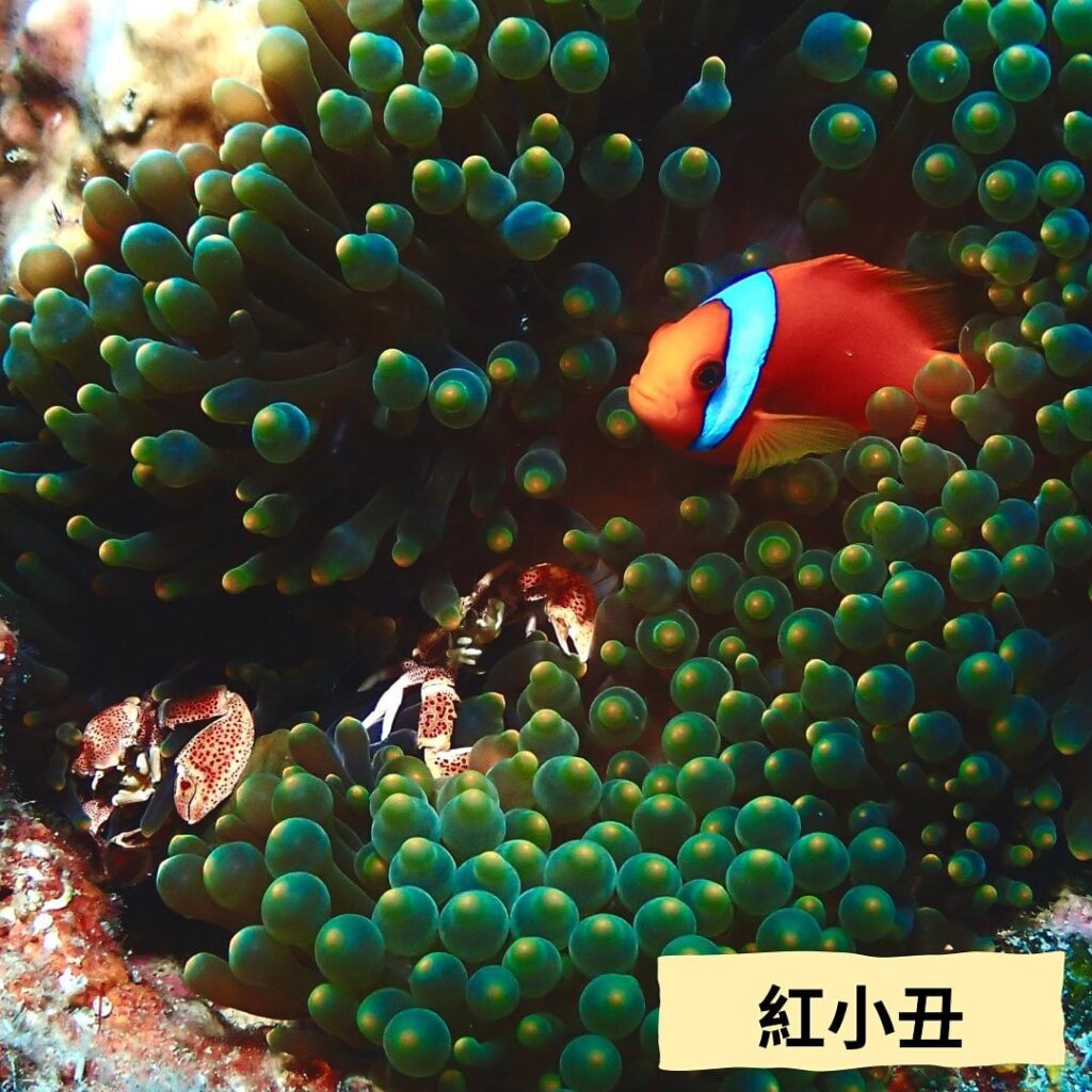 紅小丑