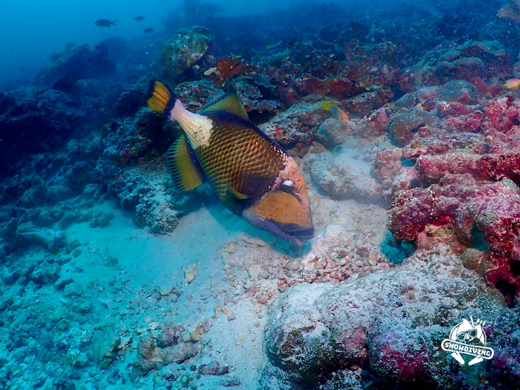 泰國潛水旅遊｜斯米蘭｜砲彈魚