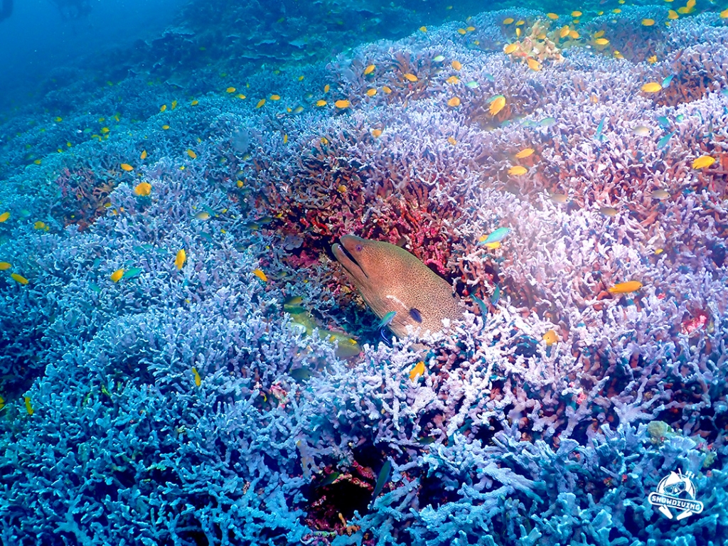 很多體型大又不怕人的鰻魚｜泰國潛水之旅