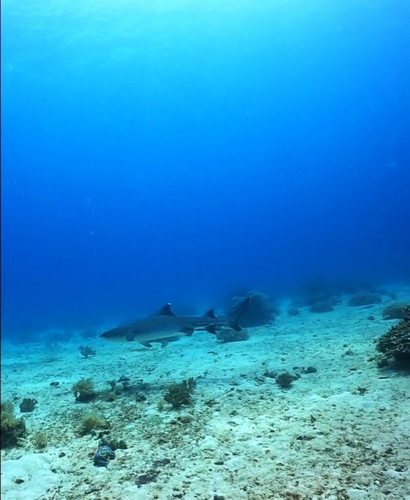 潛雪-媽媽島潛點  Kimud Shoal