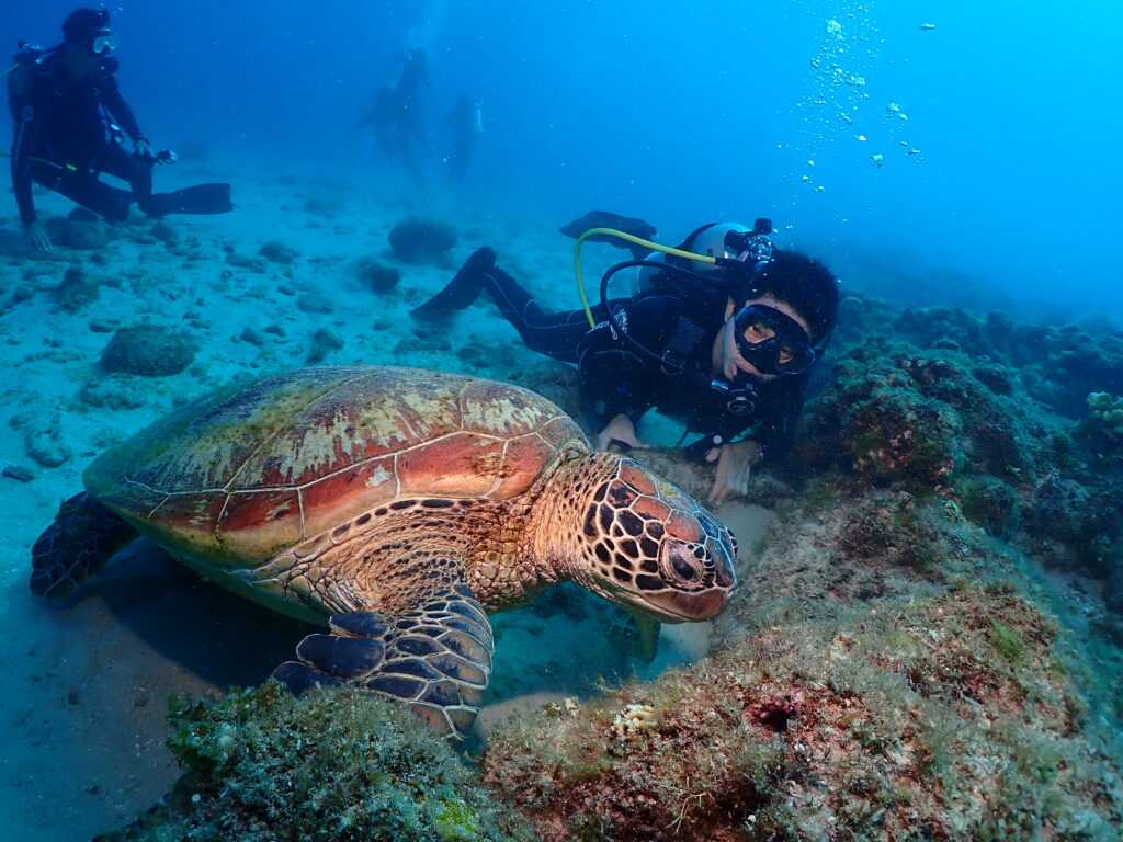 小琉球潛水看海龜