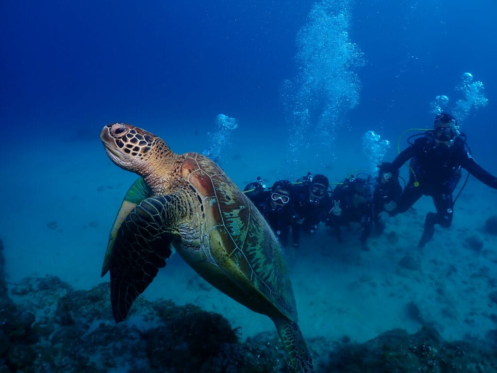 小琉球潛水看海龜