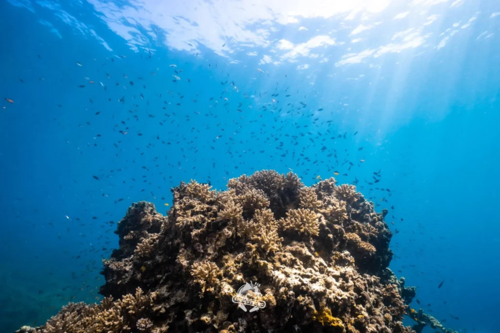 石垣島海底珊瑚礁與成群小魚