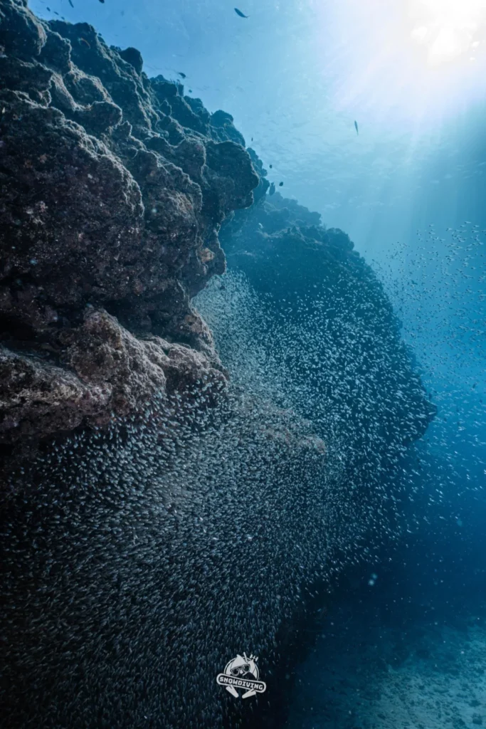石垣島海底礁岩旁的魚群與陽光光束