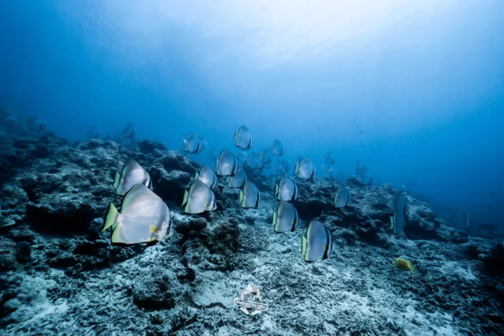 石垣島水下成群的燕魚
