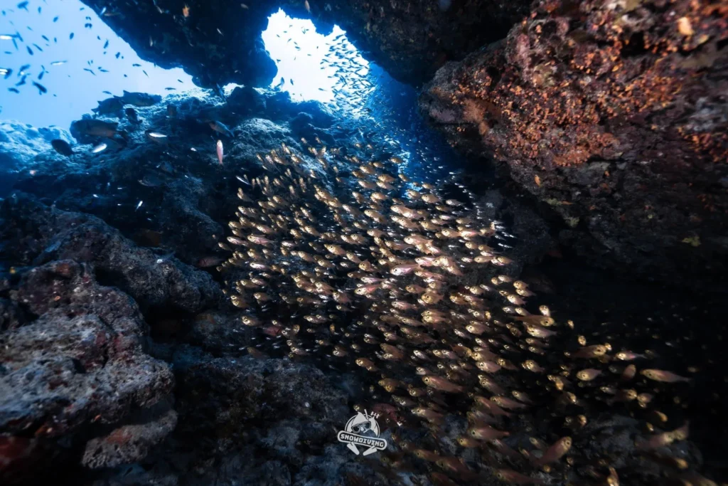 石垣島海底洞穴內的金黃色魚群