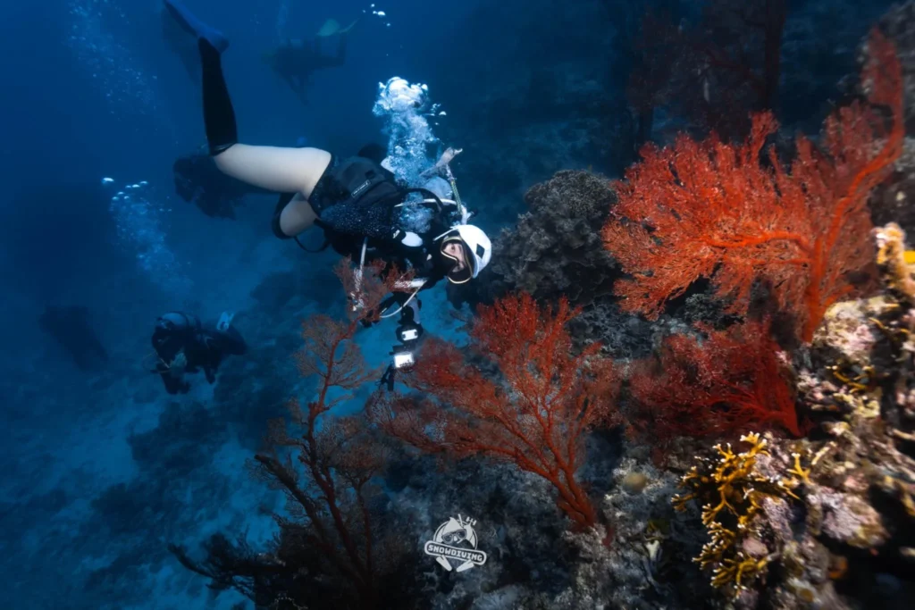 潛水員在石垣島海底欣賞紅色海扇