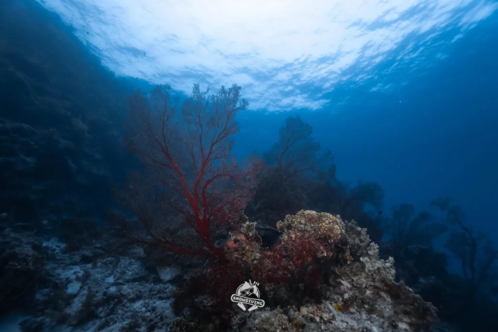 石垣島海底壯觀的紅色海扇與珊瑚