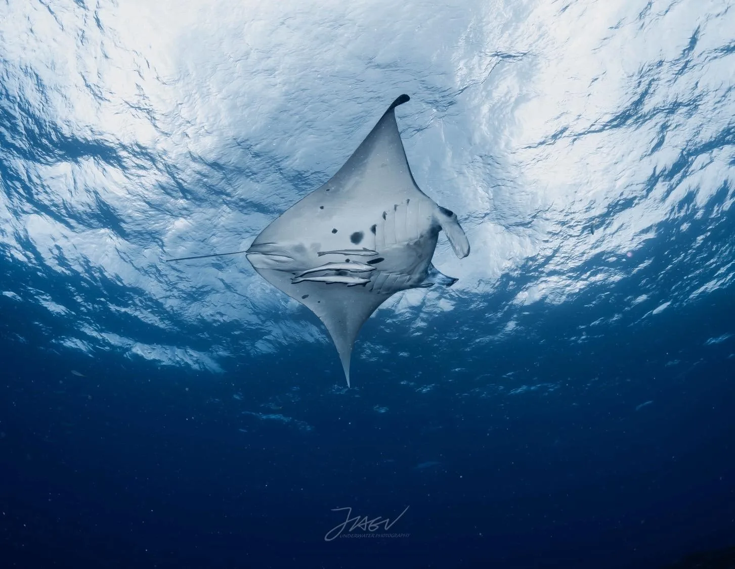 鬼蝠魟（Manta）從石垣島海面下游過